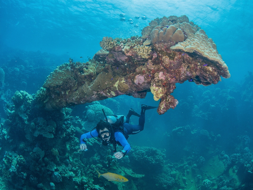 Wreck in the Red sea near the Fury Shoals. by Brenda De Vries 