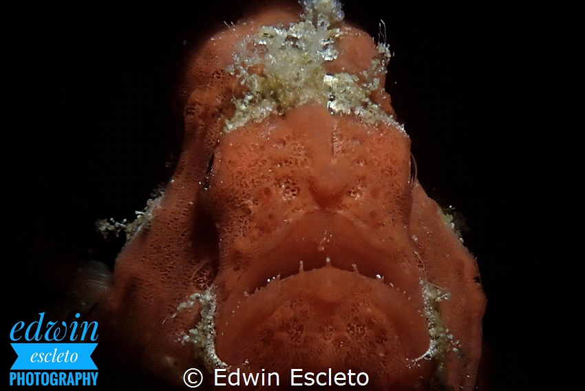 frogfish by Edwin Escleto 
