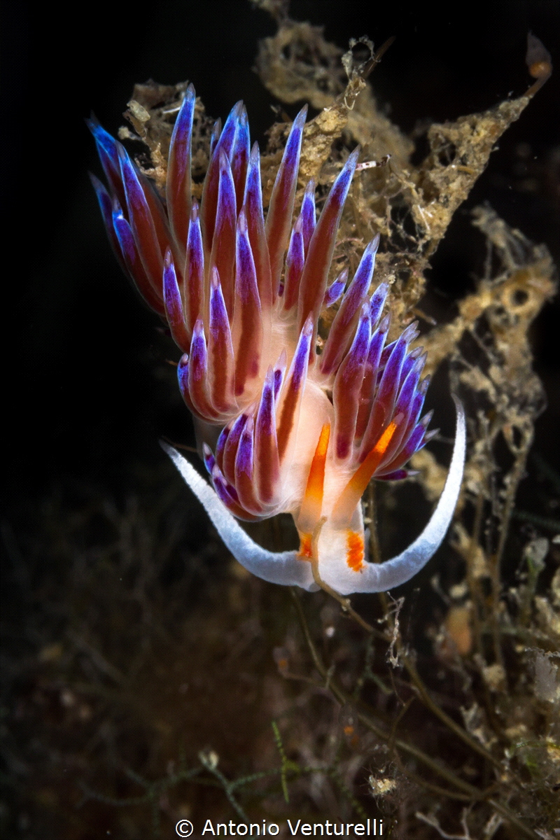 Intensely colorful Cratena nudibranch_2022
(Canon100,1/2... by Antonio Venturelli 