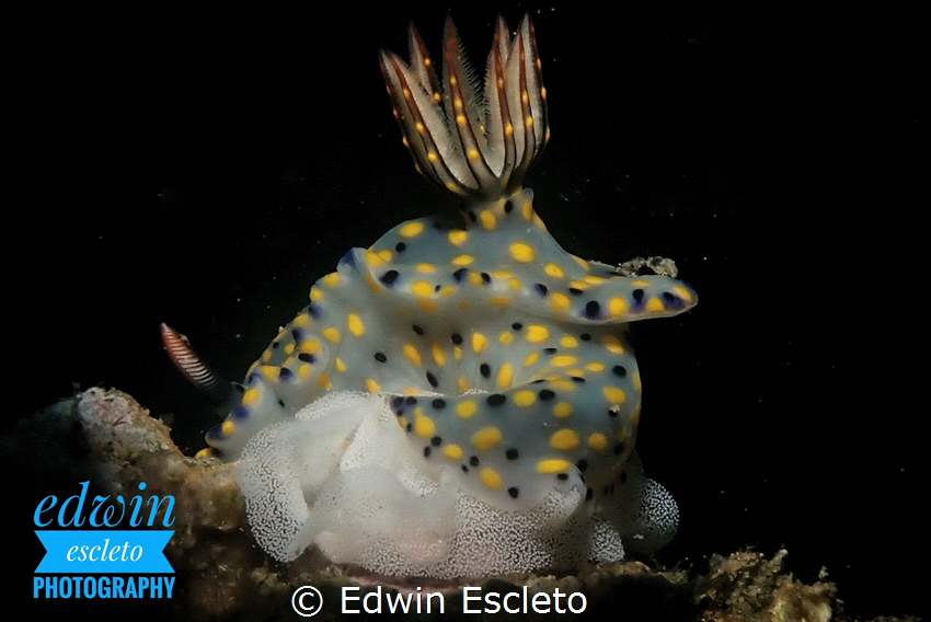 hypselodoris with egg by Edwin Escleto 