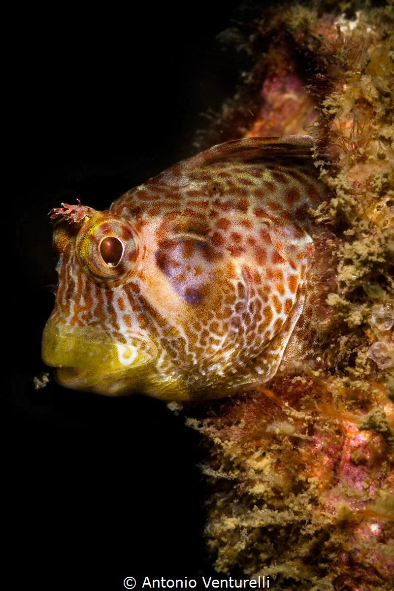 Horned blenny(Parablennius intermedius)
Goa_2023 (Canon1... by Antonio Venturelli 