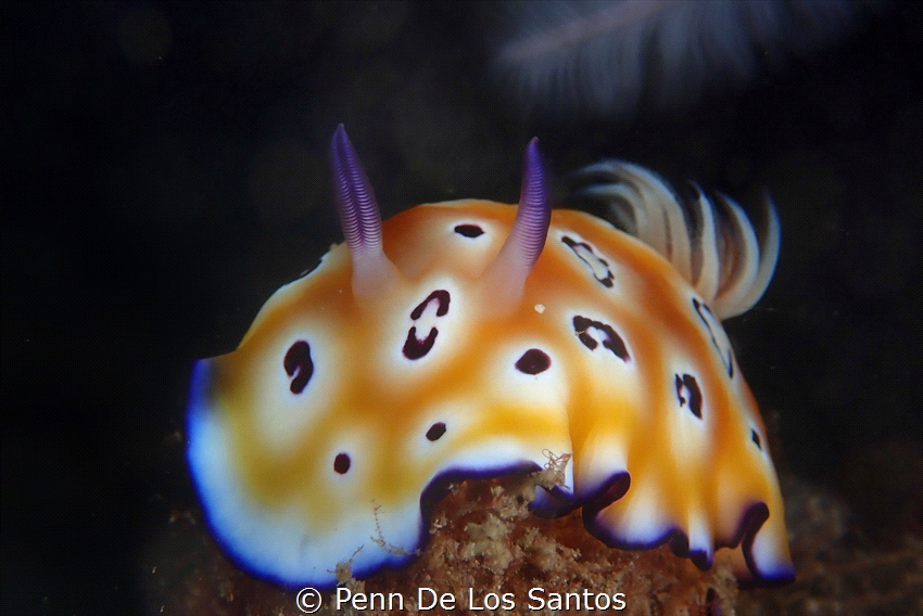 Goniobranchus leopardus by Penn De Los Santos 