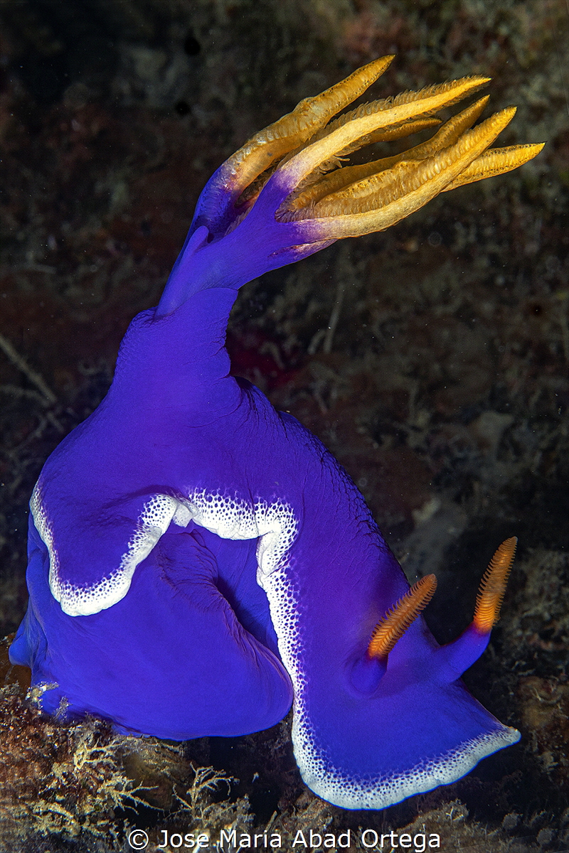 Hypselodoris apolegma by Jose Maria Abad Ortega 