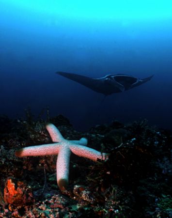 Manta and Starfish combo... by Alex Tattersall 