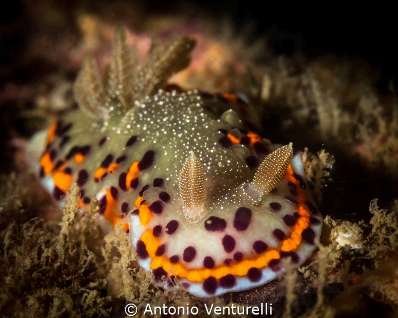Chromodoris naiki nudibranch_Goa_2023
(Canon100,1/250,f1... by Antonio Venturelli 