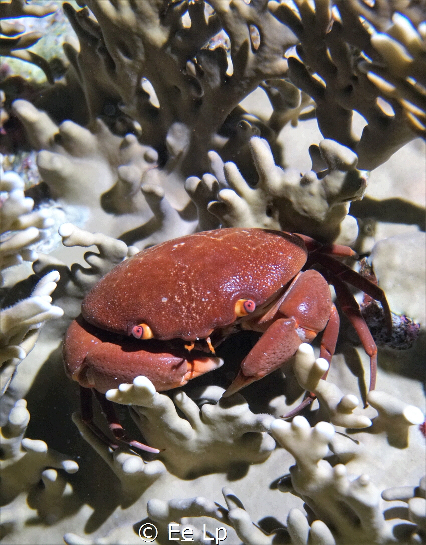 Carpilius convexus (variable coral crab) (f/5.6, 1/80, IS... by E&e Lp 
