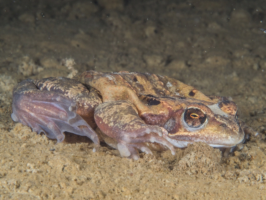 In 1 lake I dive quite a lot in winter, there are frogs f... by Brenda De Vries 