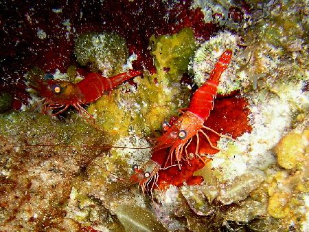 Night Shrimp Frolic/
This Picture was taken at night usi... by Marc Lavinthal 
