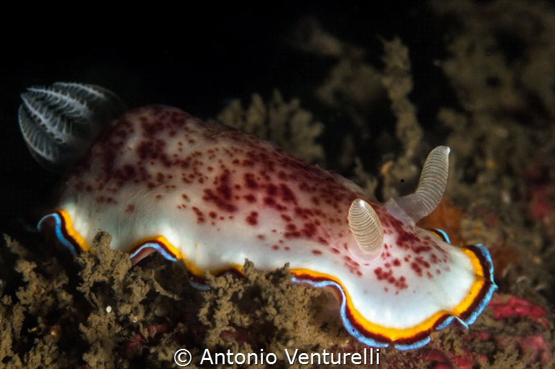 Chromodoris trimarginata.This dorid nudibranchs have thei... by Antonio Venturelli 