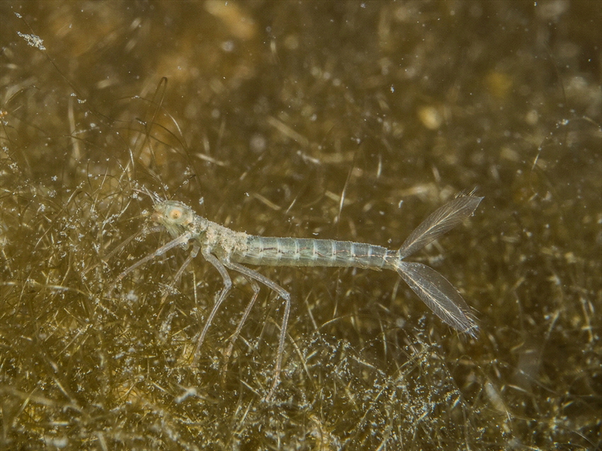 Larvae of a dragonfly. Almost nobody knows that dragonfli... by Brenda De Vries 