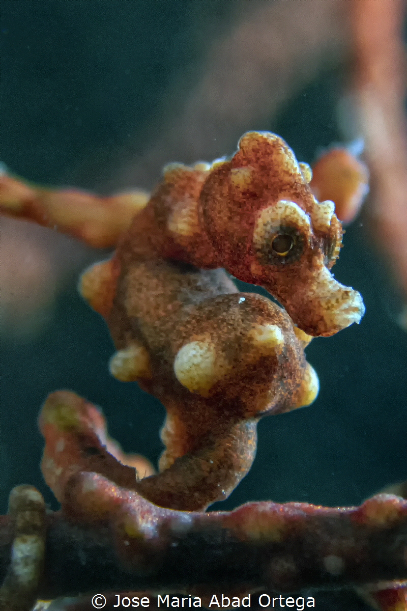 Denise Pygmy sea horse 
Hipocampus denise by Jose Maria Abad Ortega 