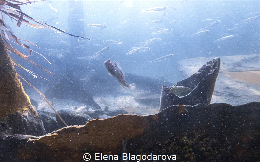 On the 'Mgla' wreck by Elena Blagodarova 