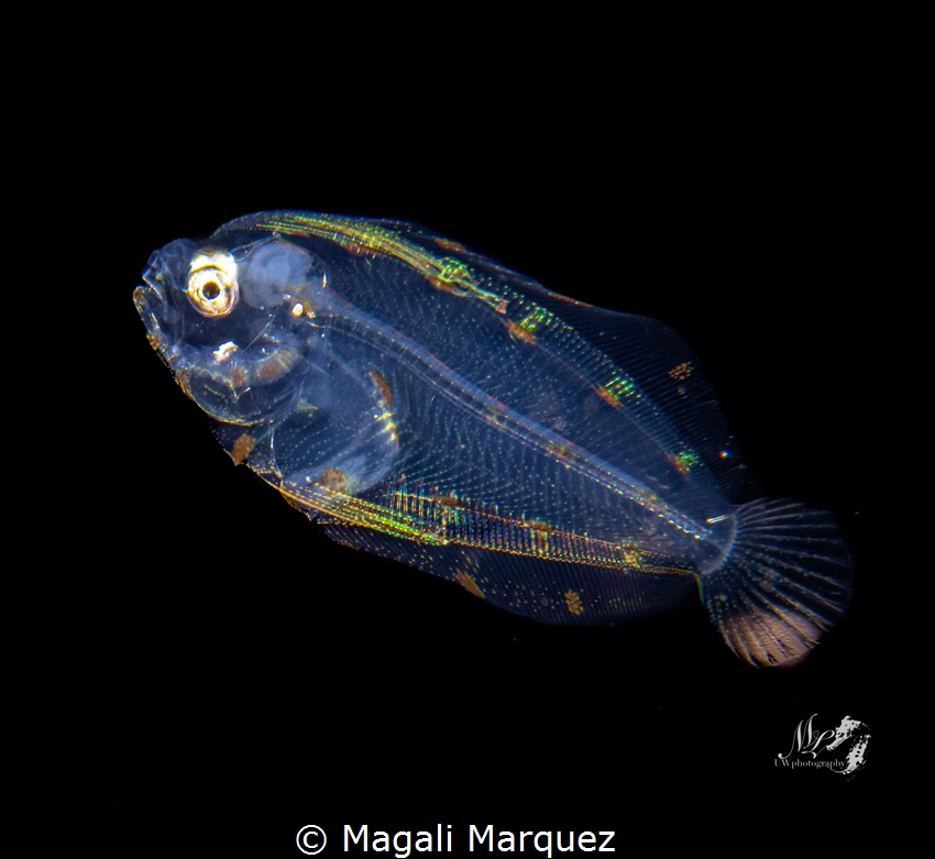 Flounder larva stage 
Bonfire diving 
Aguadilla Puerto ... by Magali Marquez 