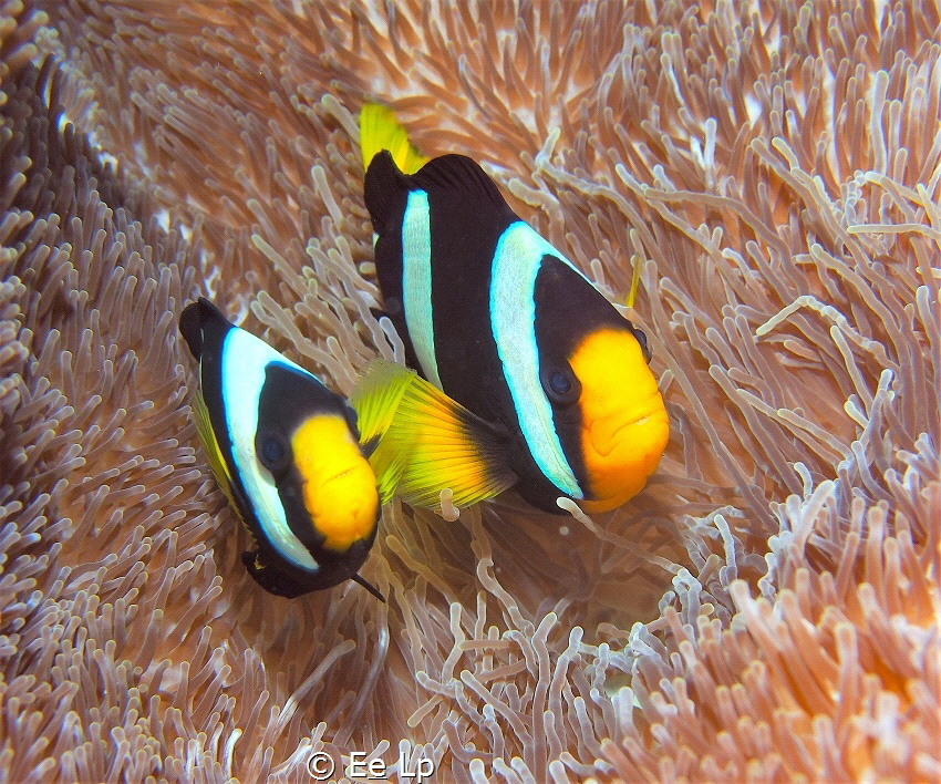 "Angry fish". A couple of Amphiprion clarkii (Clark's ane... by E&e Lp 