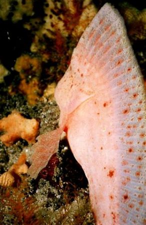 Red Indian Fish,taken at Indian Point Sydney by Peter Simpson 