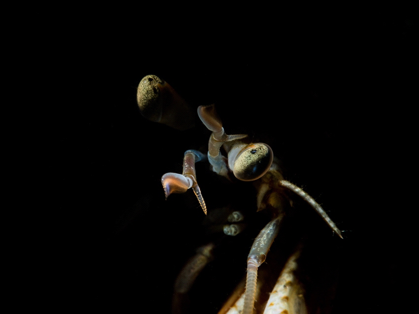This small heremitecrab has really nice eyes. Taken with ... by Brenda De Vries 