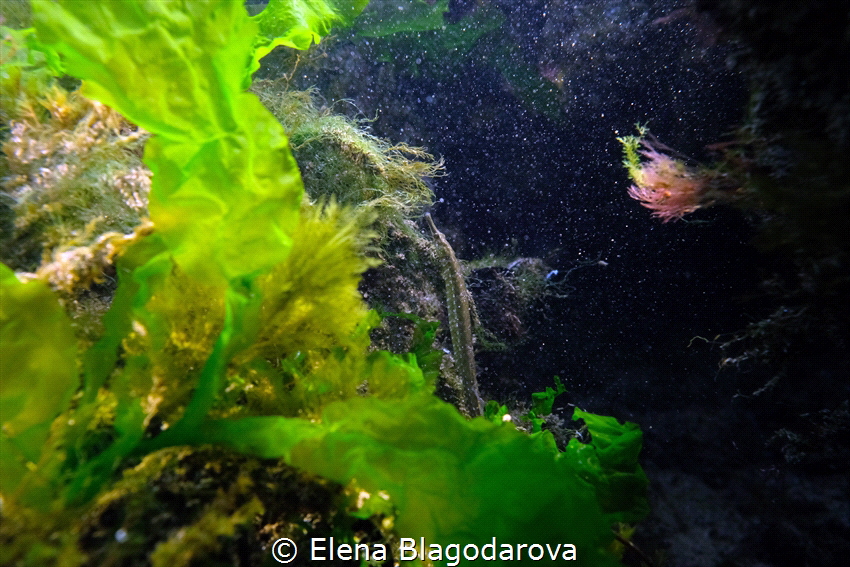 Look like space or art canvas. My underwater light gave t... by Elena Blagodarova 