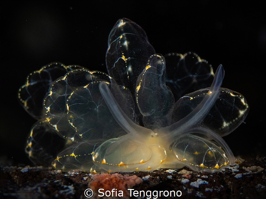 Cyerce elegans by Sofia Tenggrono 
