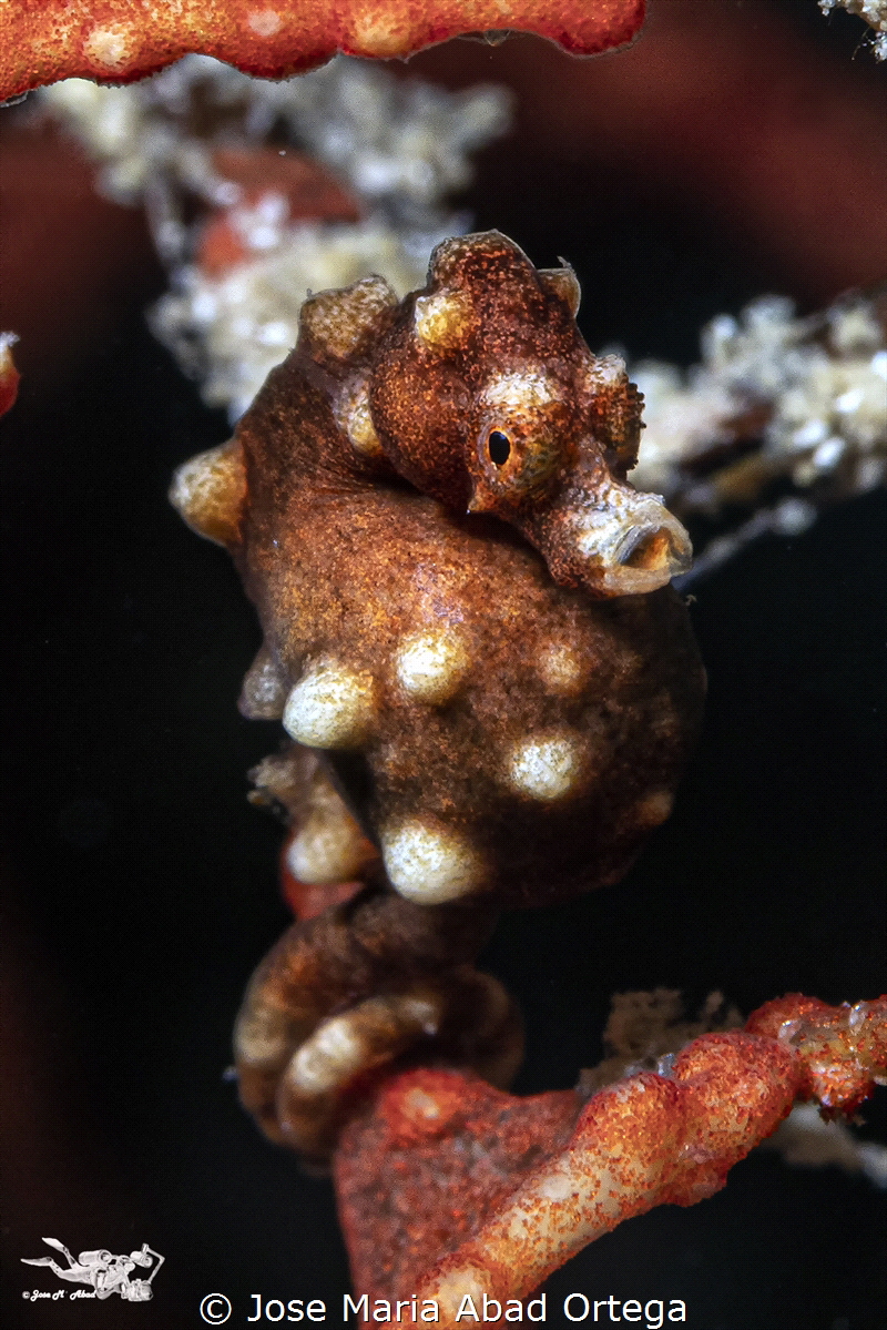 Denise Pygmy Sea Horse (Hipocampus denise) by Jose Maria Abad Ortega 