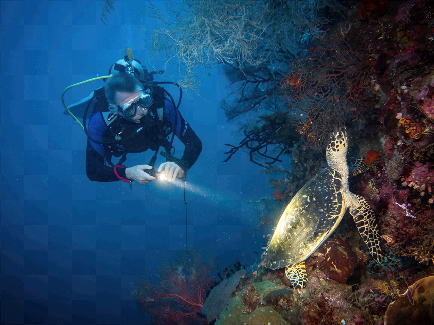 turtle light by Marc Van Den Broeck 