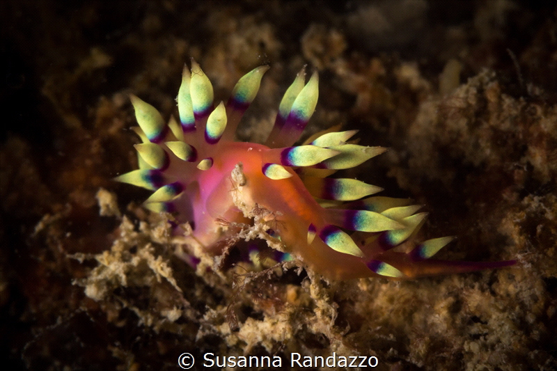 Flabellina exoptata_Havelock island_2023
(Canon60,1/200,... by Susanna Randazzo 