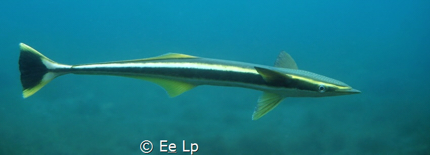 Echeneis naucrates (live sharksucker). (f/5.6, 1/160, ISO... by E&e Lp 