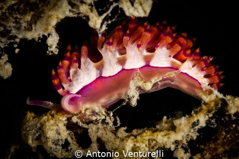 Coryphellina rubrolineata,Havelock island_Andamans_India_... by Antonio Venturelli 