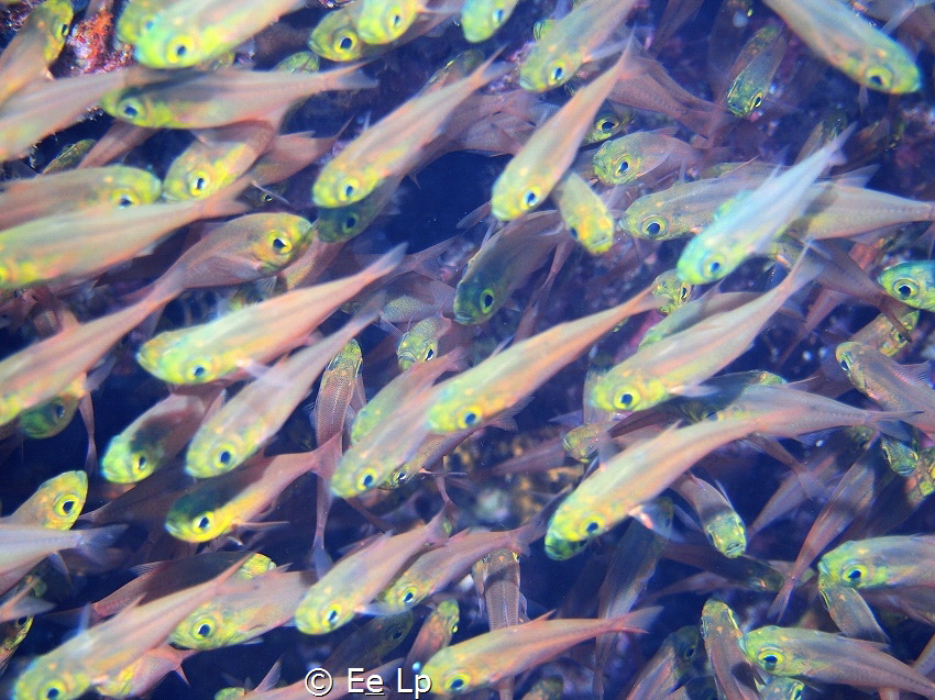 Safety in numbers. Parapriacanthus ransonneti (yellow swe... by E&e Lp 