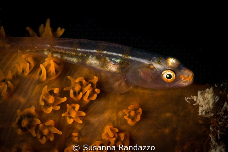 Translucent coral goby_2023
(Canon60, 1/200,f18,iso100) by Susanna Randazzo 
