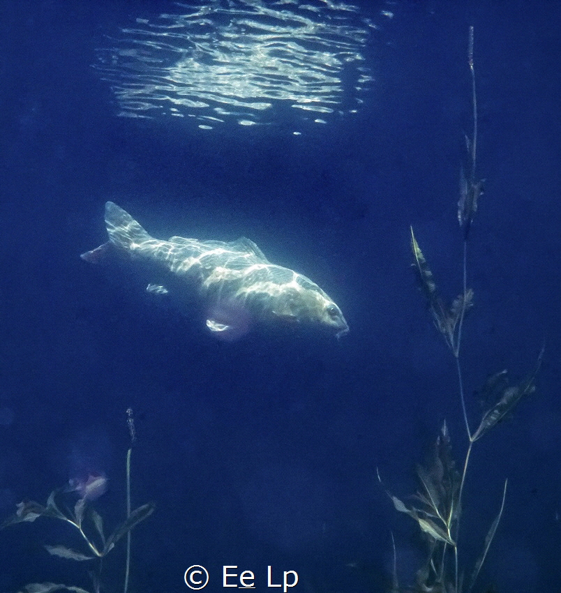 A white Cyprinus carpio (common carp) in a lake at Ekeren... by E&e Lp 