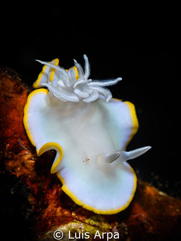 Ardeadoris egretta with commensal shrimp. by Luis Arpa 