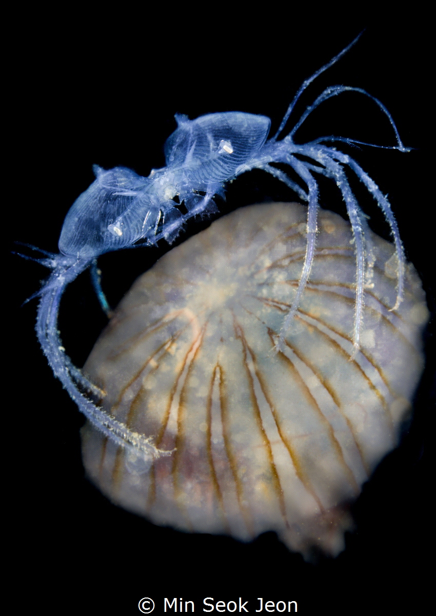Jellyfish rider by Min Seok Jeon 