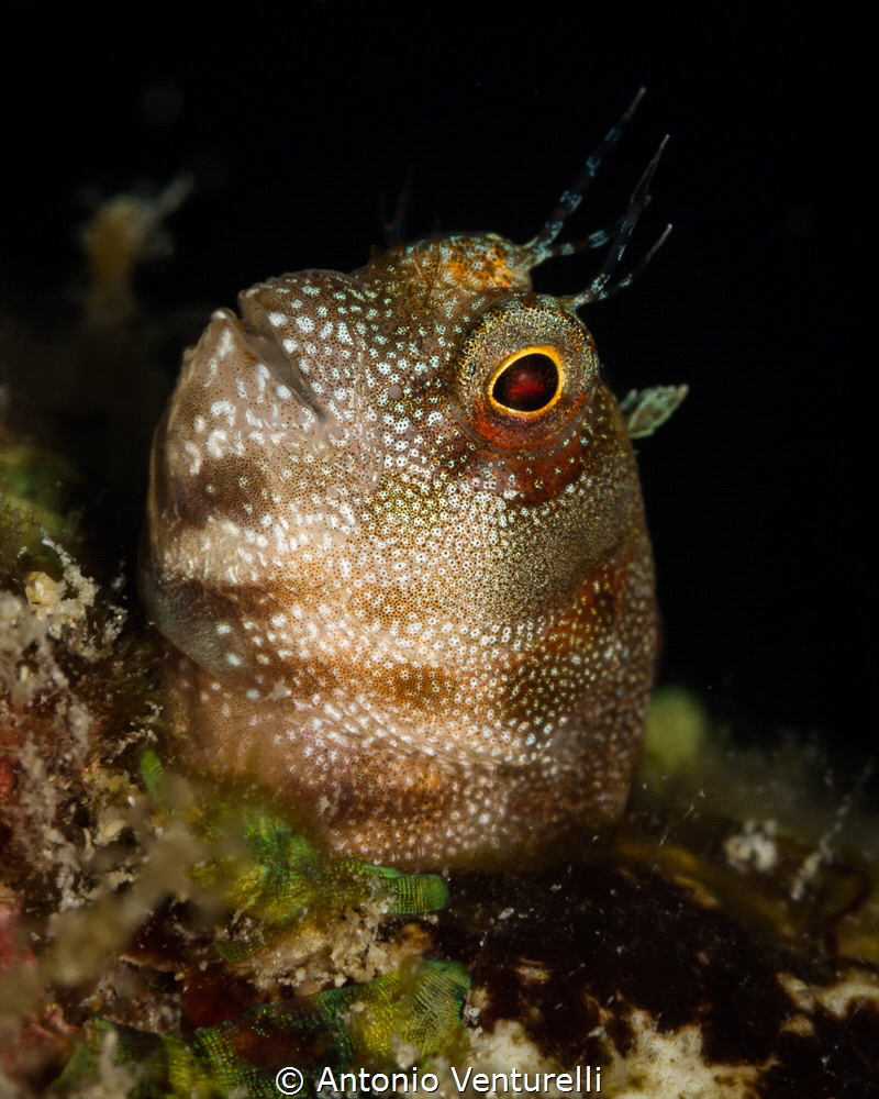 Coral blenny_Aquarium dive site_Havelock island_2023
(Ca... by Antonio Venturelli 