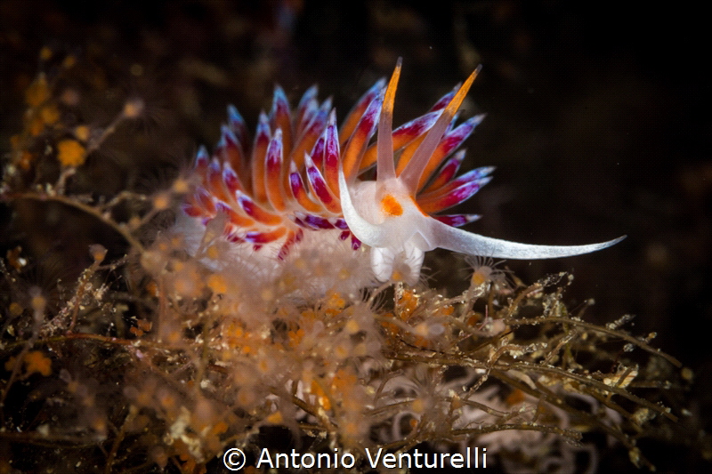 So much life, so many colors are hidden in the Mediterran... by Antonio Venturelli 