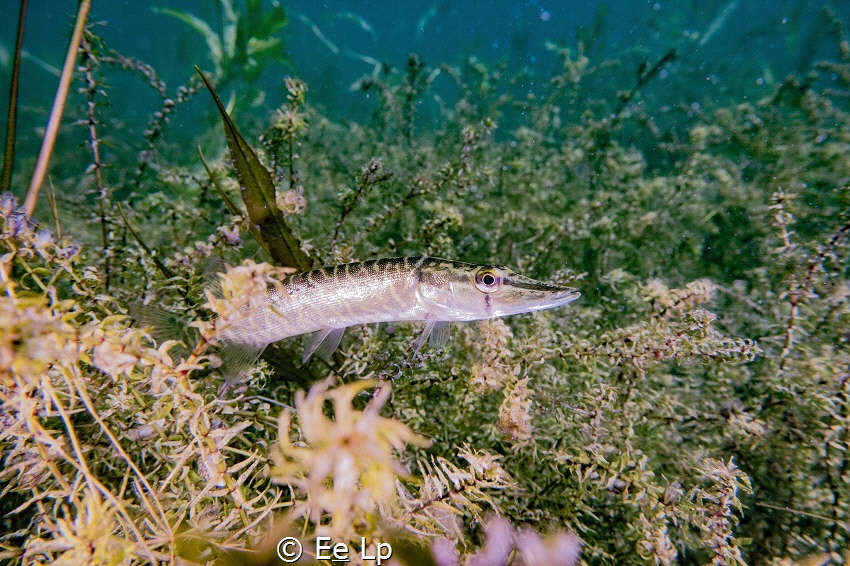 Esox lucius (nothern pike) in its environment at Ekeren. ... by E&e Lp 