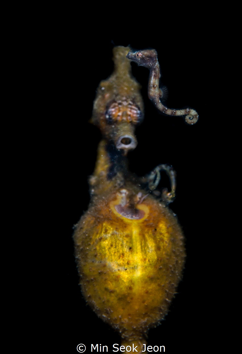 Seahorse and his baby by Min Seok Jeon 
