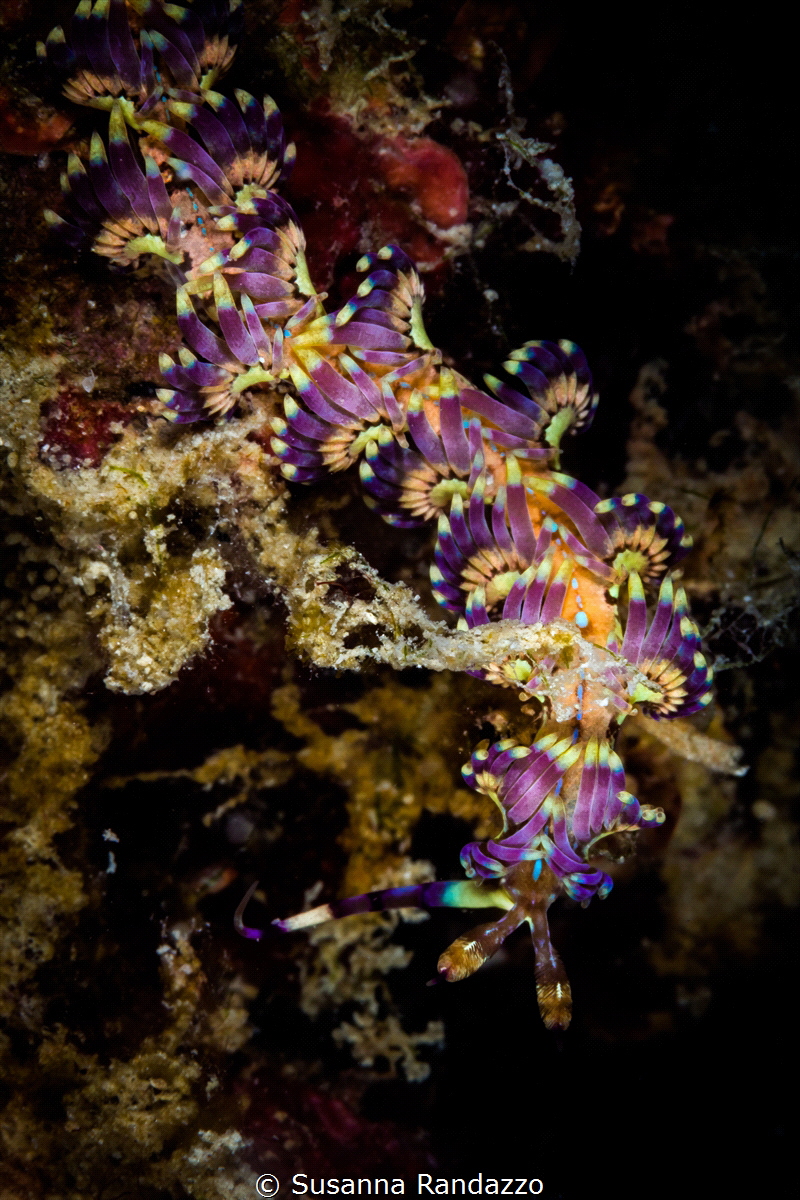 Pteraeolidia ianthina_2023
(Canon60,1/200,f18,iso100) by Susanna Randazzo 