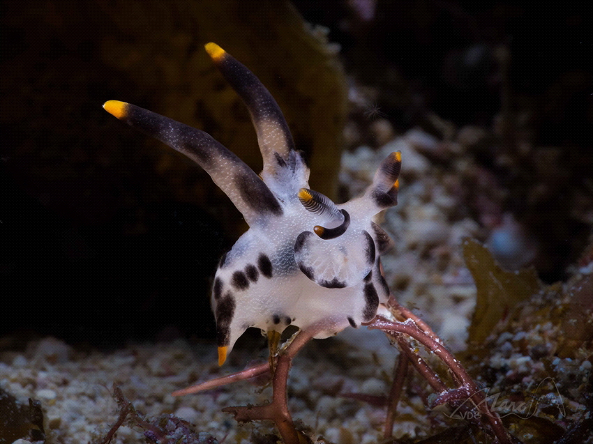 horns by Marc Van Den Broeck 