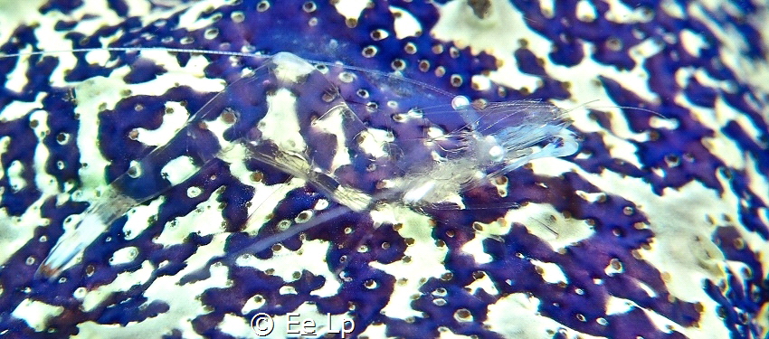 Find the shrimp. Ancylomenes magnificus (Magnificent shri... by E&e Lp 