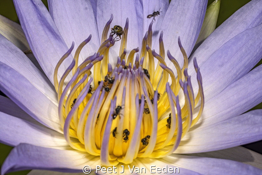 A short beautiful life

The water lilies attract variou... by Peet J Van Eeden 