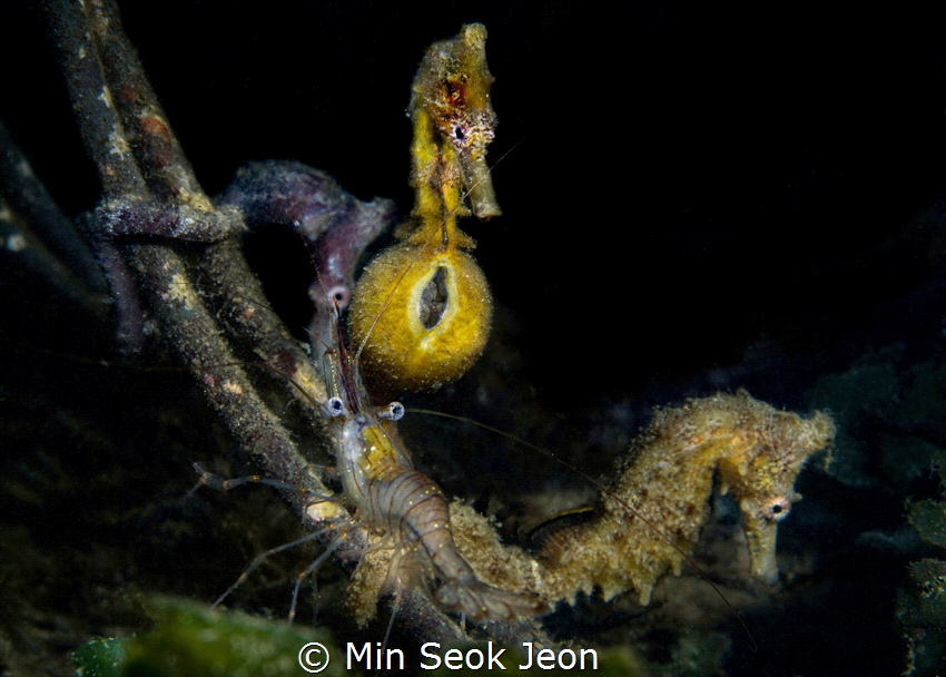 Sea horse family and shrimp by Min Seok Jeon 