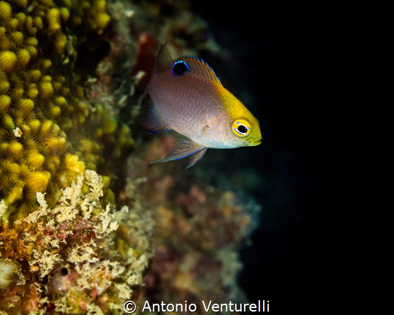Diving in Havelock Island, Andamans_2023
(Canon100,1/200... by Antonio Venturelli 