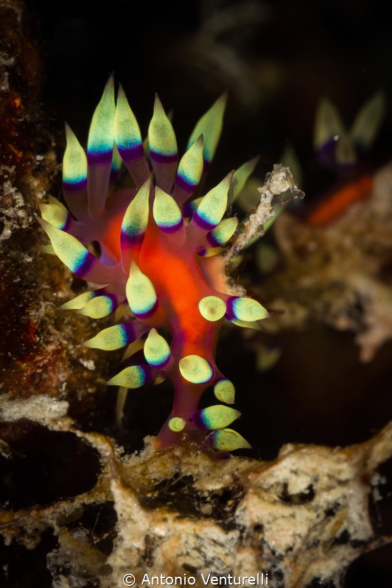 Coryphellina exoptata_2023
(Canon100,1/250,f18,iso125) by Antonio Venturelli 