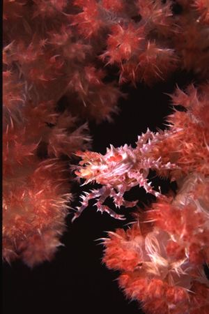 When this Candy Crab jumped from one frond of the soft co... by Richard Smith 