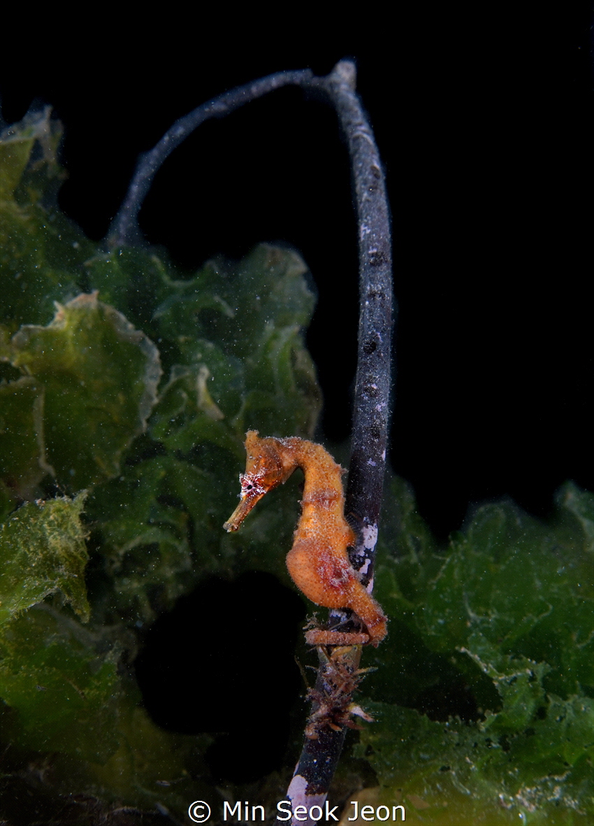 Seahorse (wide angle) by Min Seok Jeon 