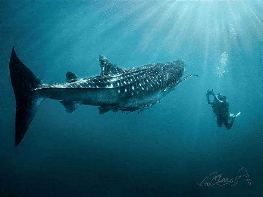 spanish diver by Marc Van Den Broeck 