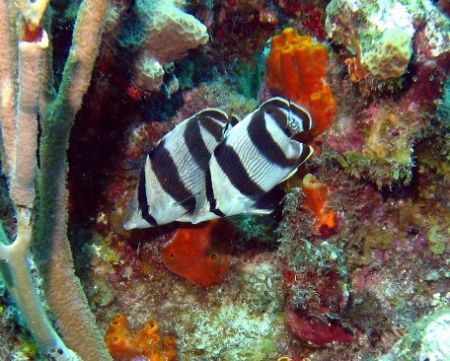 Taken at East end of Grand Cayman August 2006 with a Cano... by Bonnie Conley 