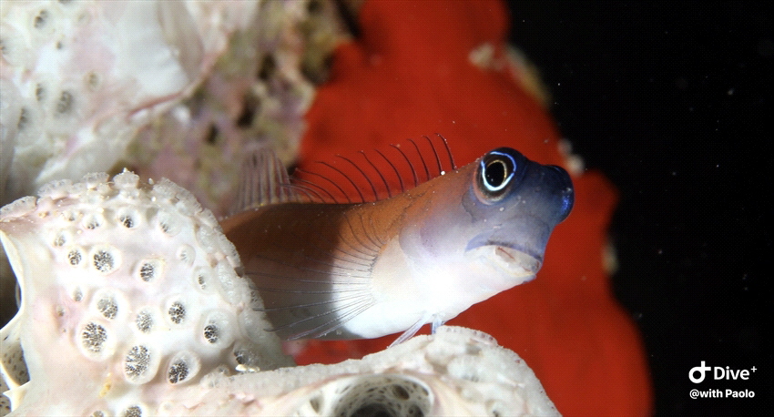 Goby fish posing for me by Paolo Bocci 