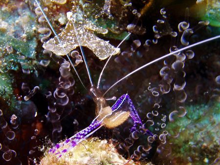 Pederson's cleaner shrimp in a corkscrew anenome, The Sou... by Martin Spragg 