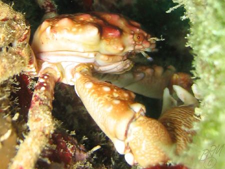 Red-Ridged Clinging Crab from Grand Cayman. Canon A70 wit... by Brian Mayes 